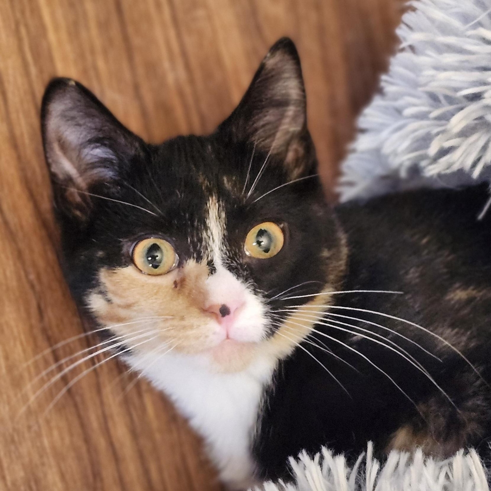 Kiki, an adoptable mixed breed in Wild Rose, WI image 4/5