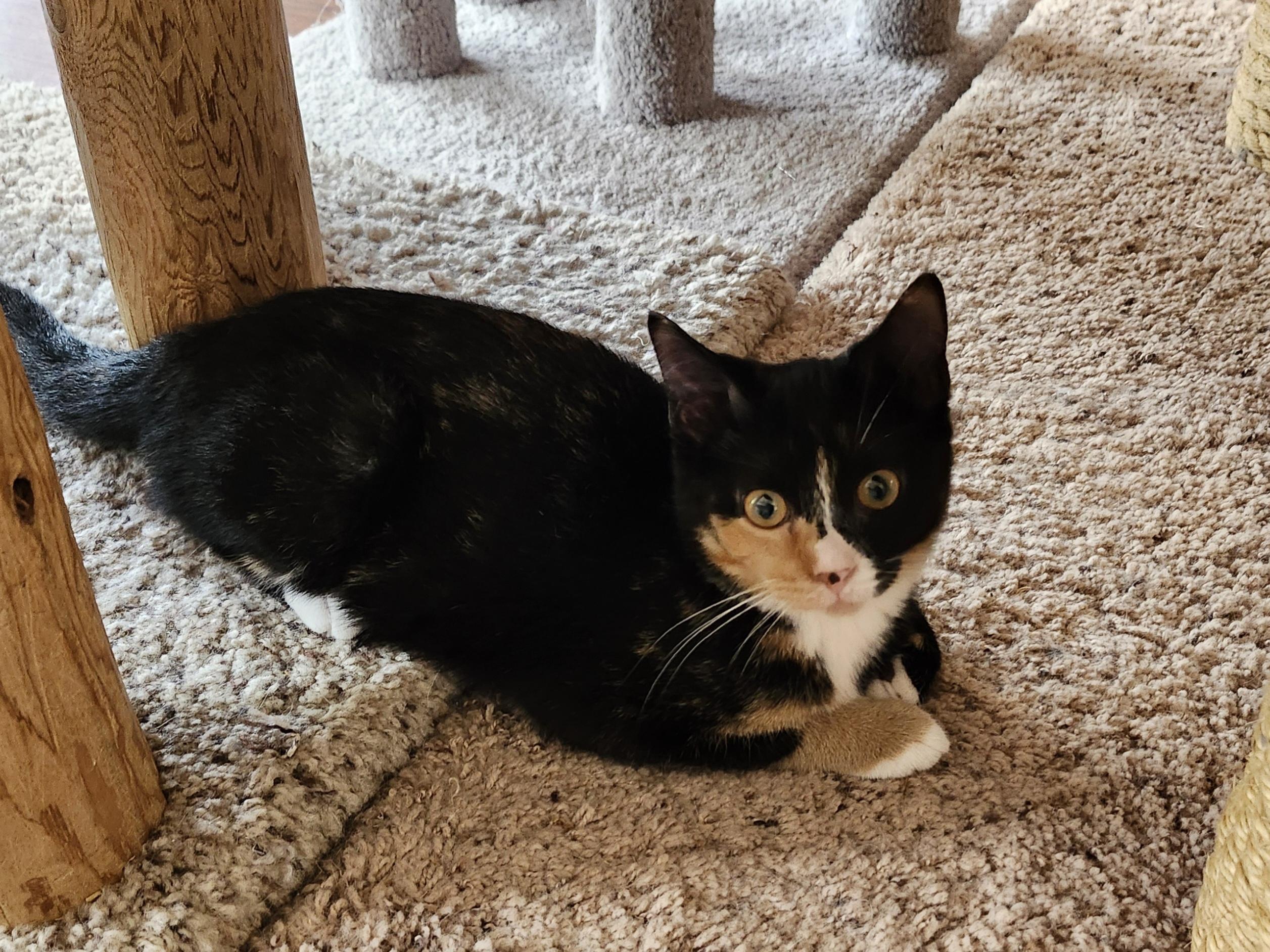 Kiki, an adoptable mixed breed in Wild Rose, WI image 5/5