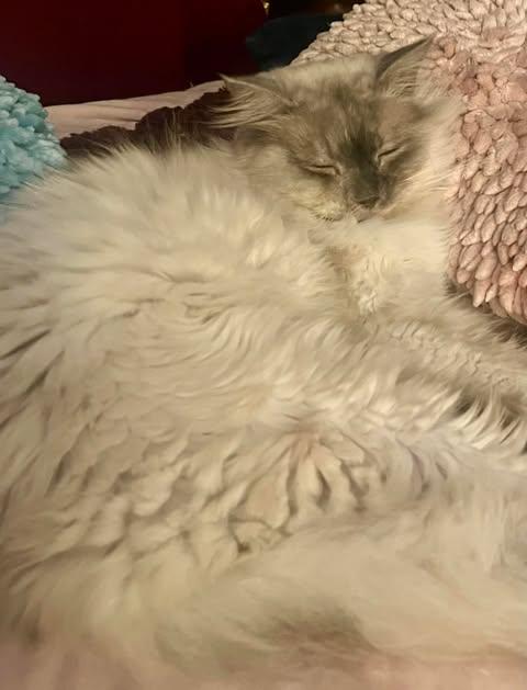 Blast, ADOPTABLE, Young Male Ragdoll.