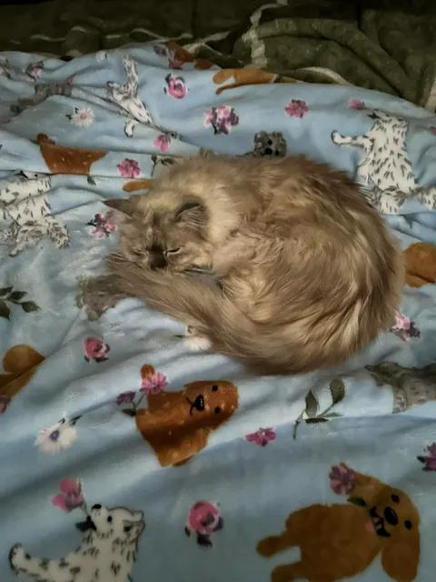 Enlarge Blast-Updated, a Adoptable Ragdoll in Ennis, TX image 5/6