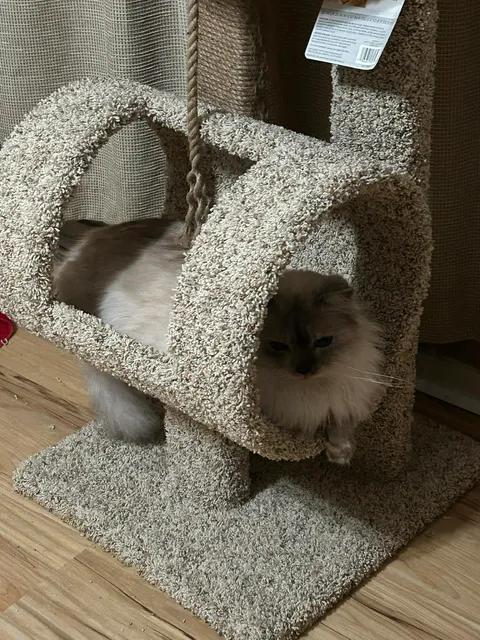 Enlarge Blast-Updated, a Adoptable Ragdoll in Ennis, TX image 4/6