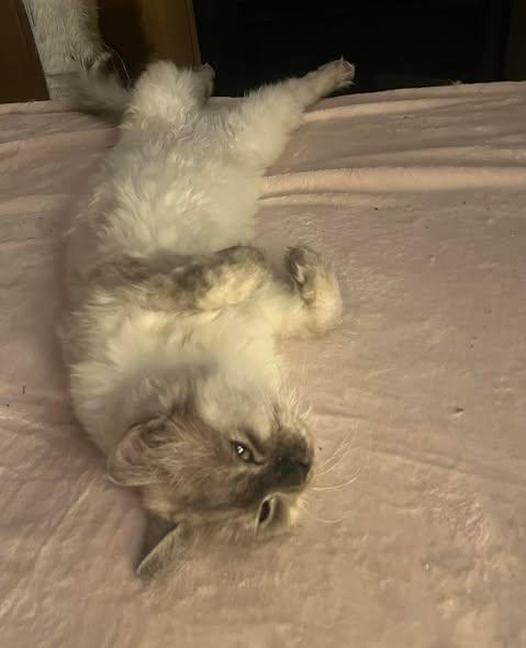 Blast, a ADOPTABLE Ragdoll in Ennis, TX image 2/3
