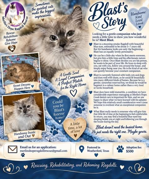 Enlarge Blast-Updated, a Adoptable Ragdoll in Ennis, TX image 1/6