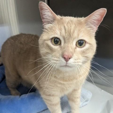 Caramel- #51089, ADOPTABLE, Adult Male Domestic Short Hair.