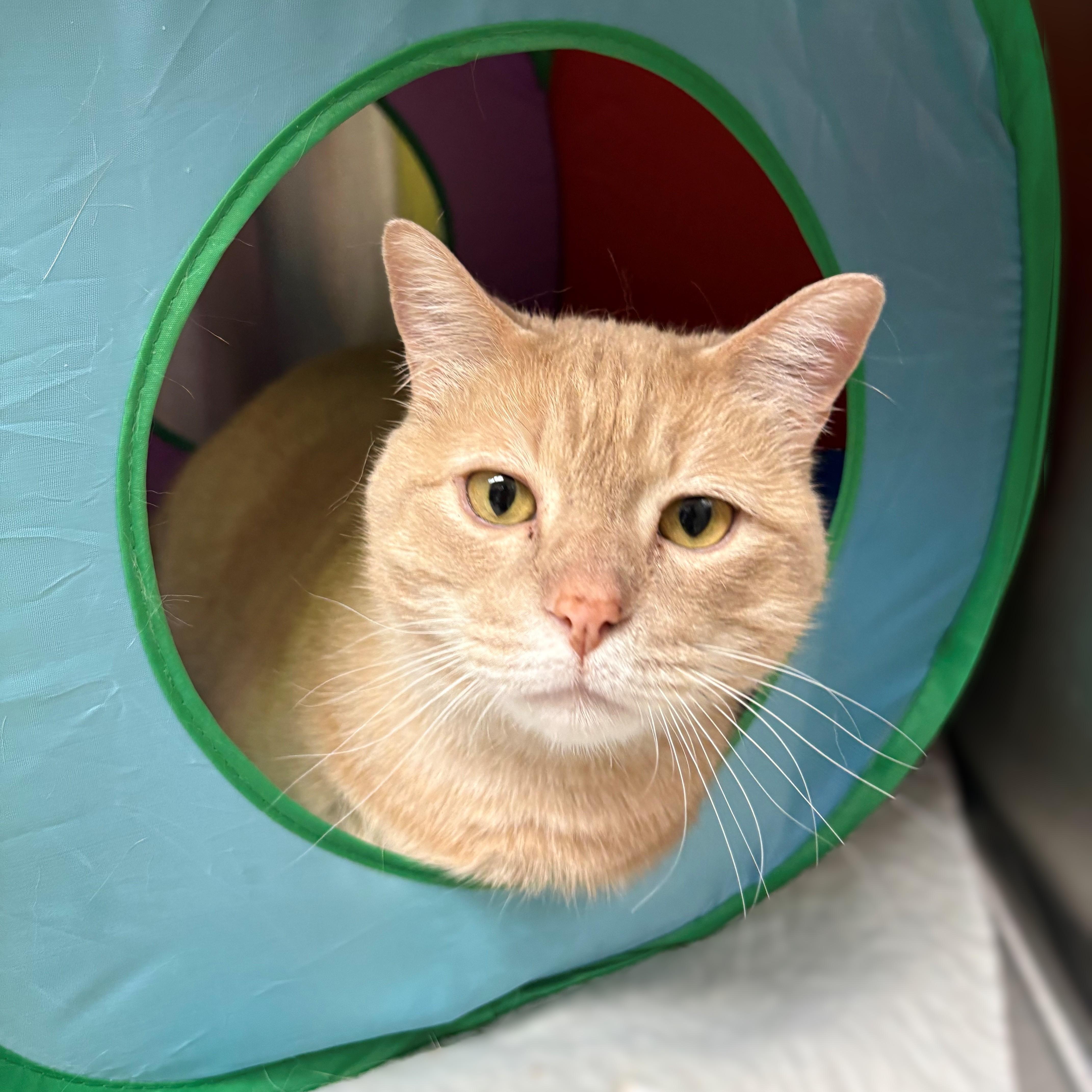 Enlarge Caramel- #51089, a ADOPTABLE Domestic Short Hair in Columbia, MD image 2/3