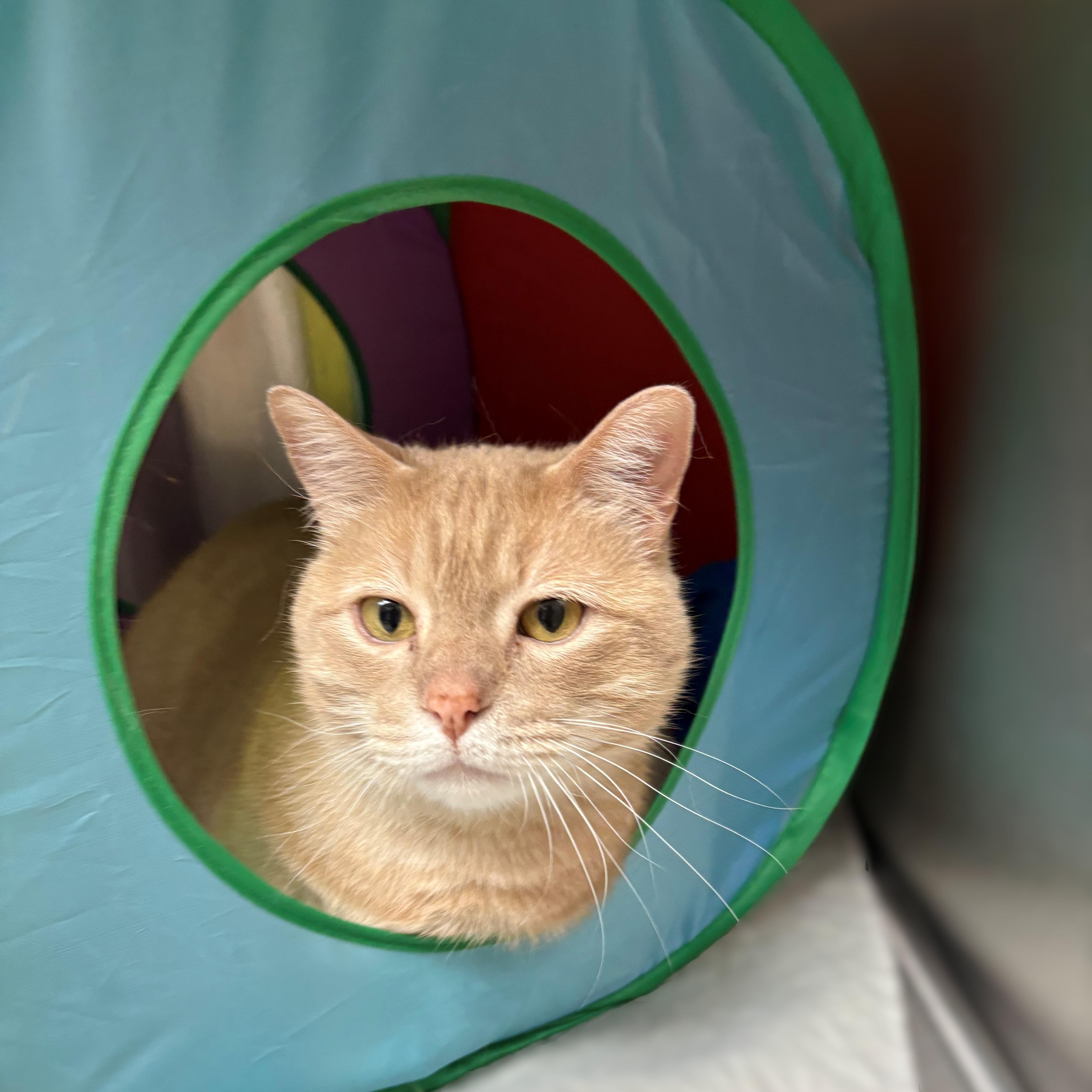 Enlarge Caramel- #51089, a ADOPTABLE Domestic Short Hair in Columbia, MD image 3/3