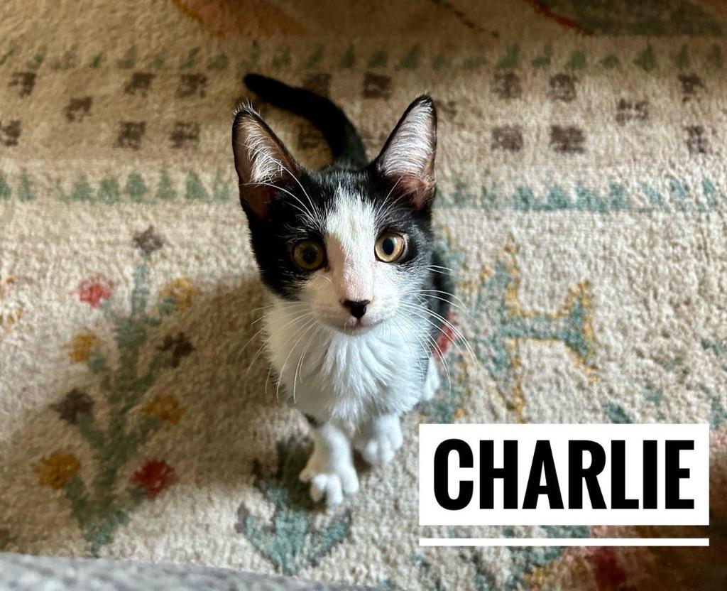 Charlie, Adopted, Young Male Domestic Short Hair.