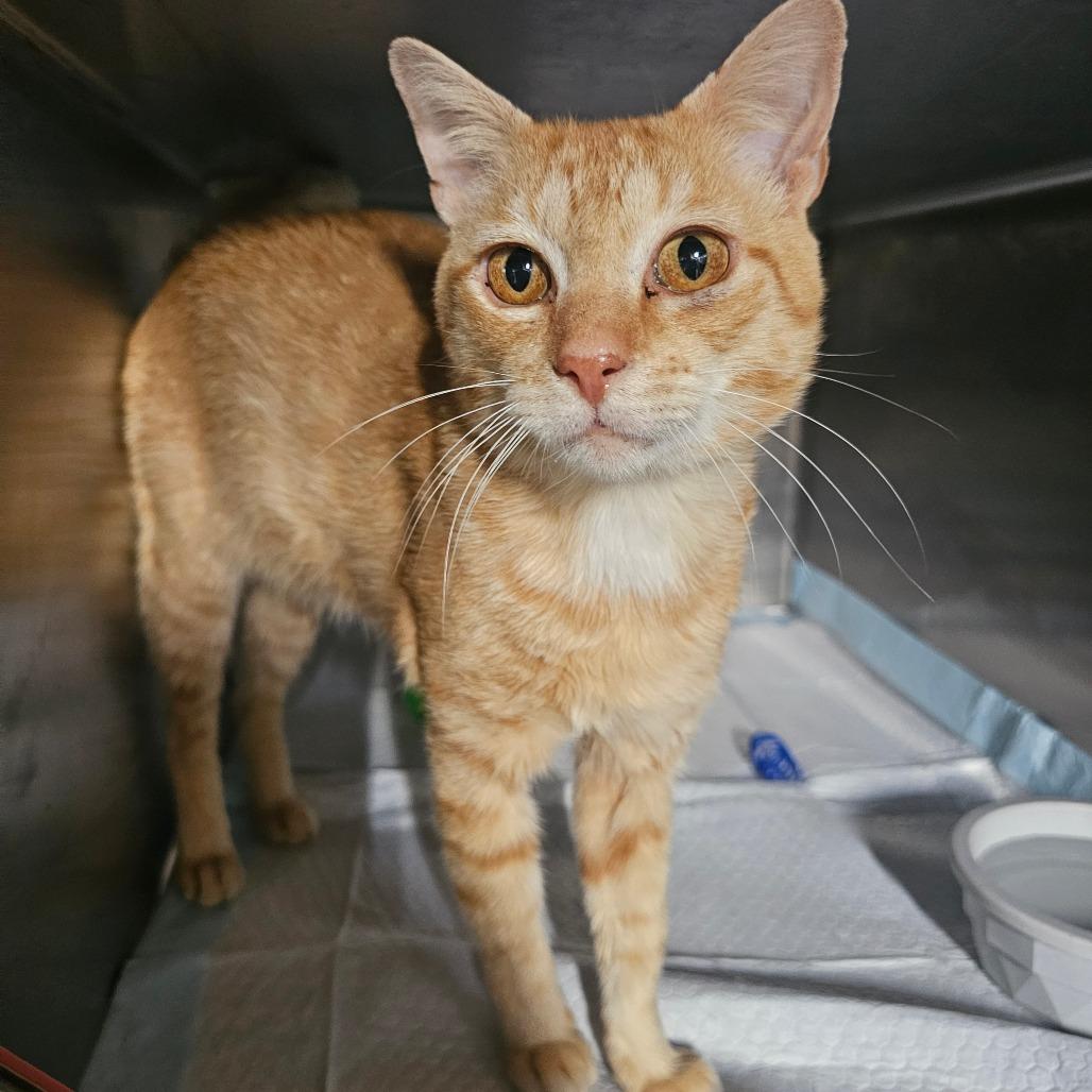 Enlarge CheddarMac, a Adoptable Domestic Short Hair in mount vernon, AR image 1/1