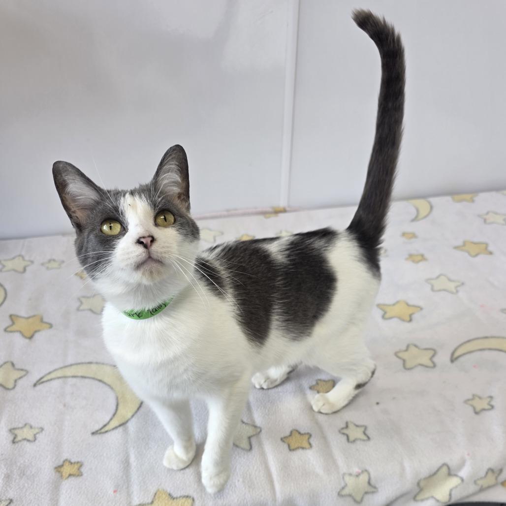 Enlarge Trailer Park Tammy, a Adoptable Domestic Short Hair in Fort Wayne, IN image 1/6