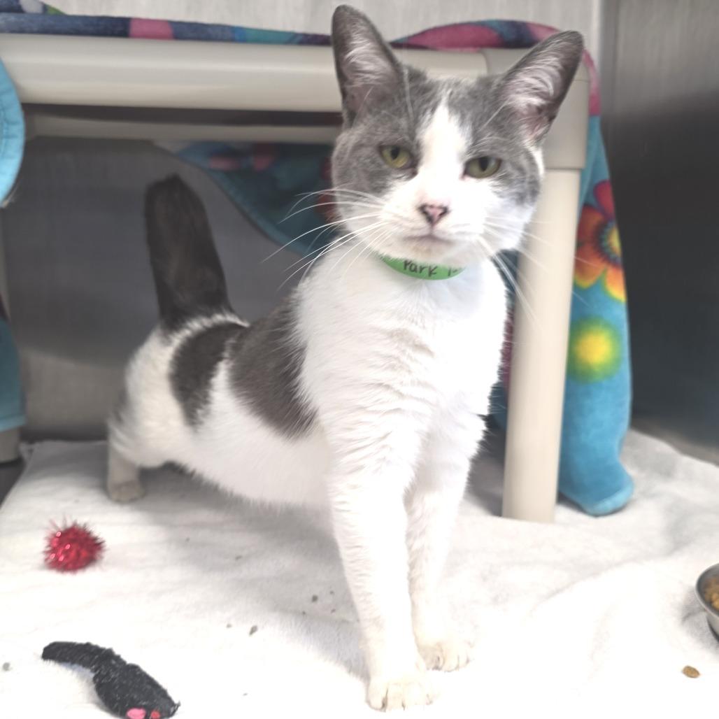 Enlarge Trailer Park Tammy, a Adoptable Domestic Short Hair in Fort Wayne, IN image 2/6