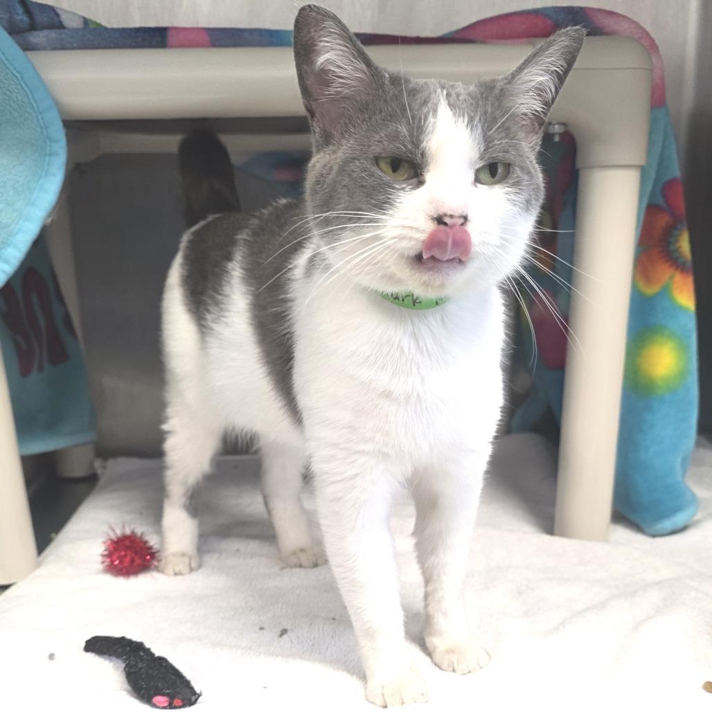 Enlarge Trailer Park Tammy, a Adoptable Domestic Short Hair in Fort Wayne, IN image 3/6