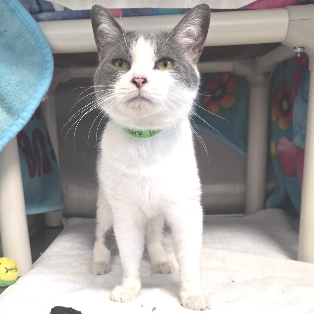 Enlarge Trailer Park Tammy, a Adoptable Domestic Short Hair in Fort Wayne, IN image 4/6