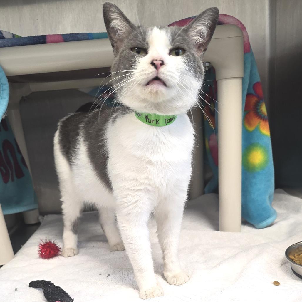 Enlarge Trailer Park Tammy, a Adoptable Domestic Short Hair in Fort Wayne, IN image 5/6