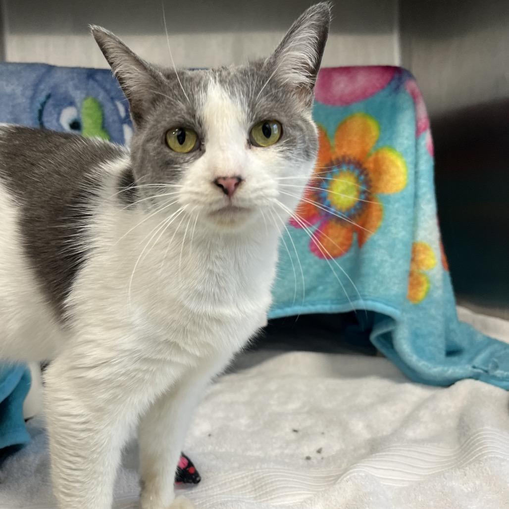 Enlarge Trailer Park Tammy, a Adoptable Domestic Short Hair in Fort Wayne, IN image 6/6
