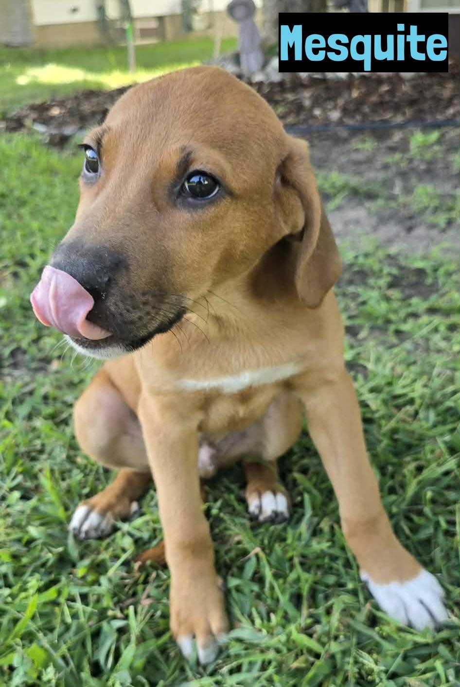 Mesquite, ADOPTABLE, Puppy Male Labrador Retriever.