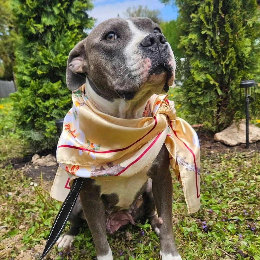 Colby, a Adoptable mixed breed in Madison, WI image 1/6