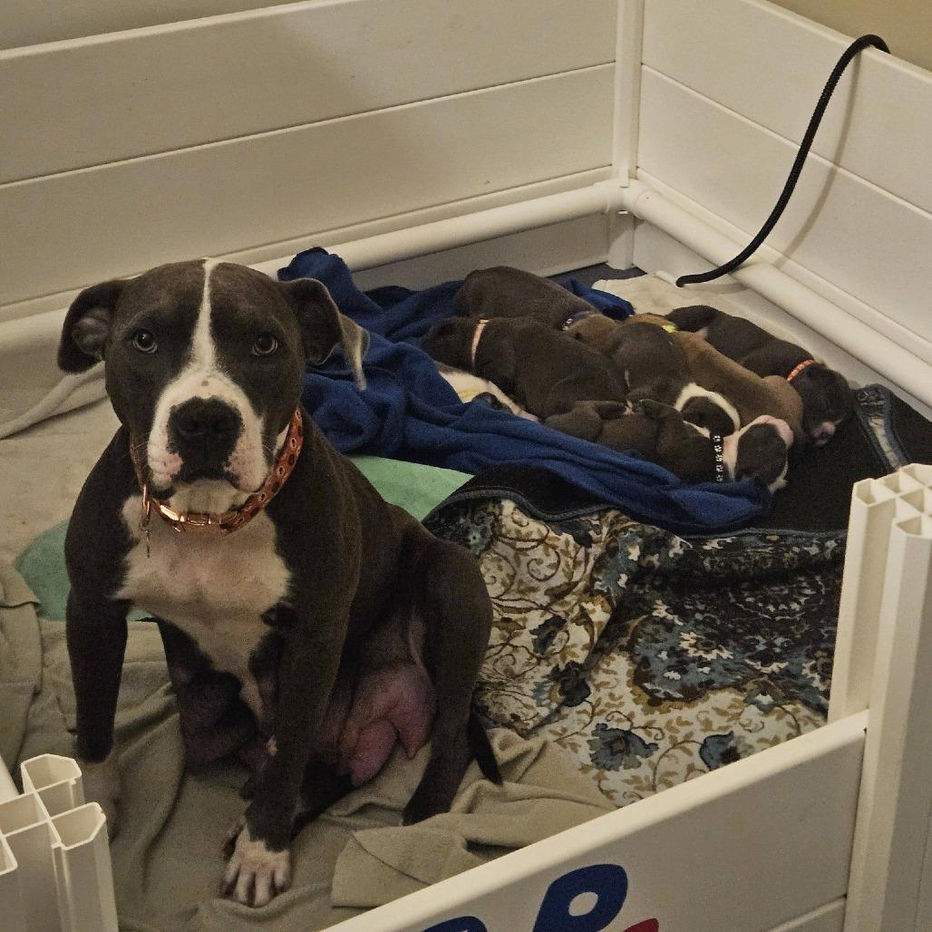 Colby, Adoptable, Adult Female Pit Bull Terrier & Mixed Breed.