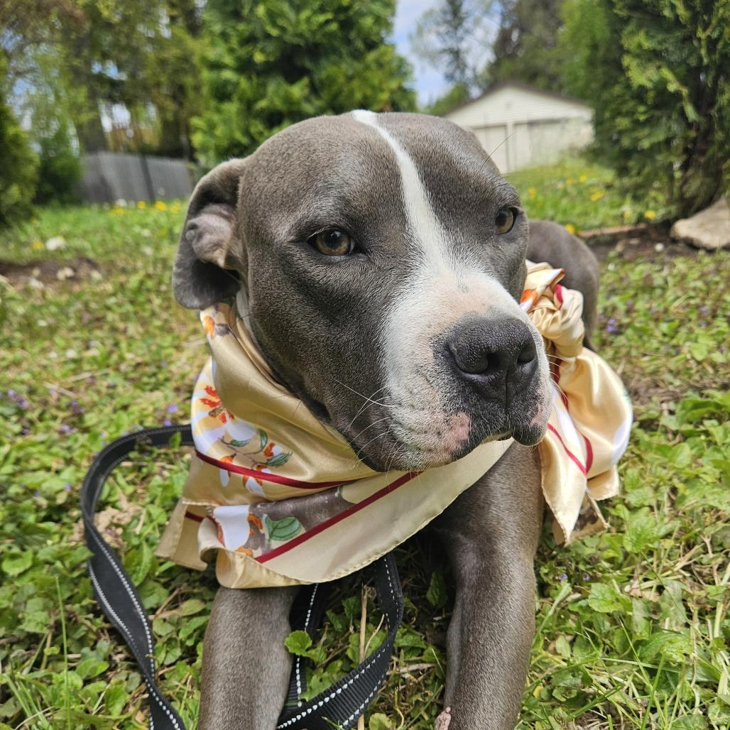 Colby, Adoptable, Adult Female Pit Bull Terrier & Mixed Breed.