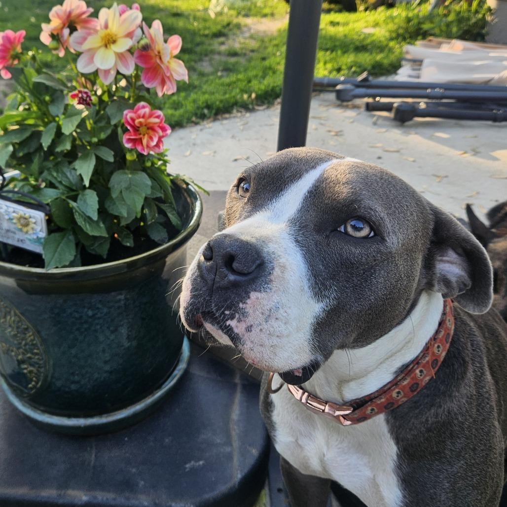 Enlarge Colby, a Adoptable mixed breed in Madison, WI image 2/6