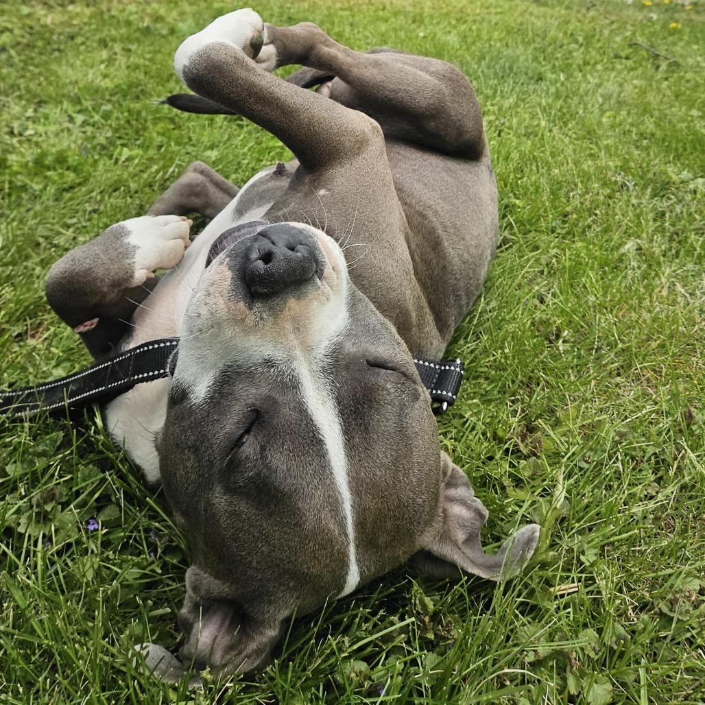 Enlarge Colby, a Adoptable mixed breed in Madison, WI image 3/6