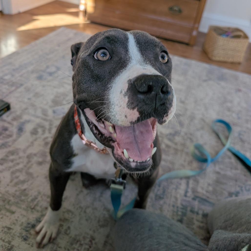 Enlarge Colby, a Adoptable mixed breed in Madison, WI image 2/5