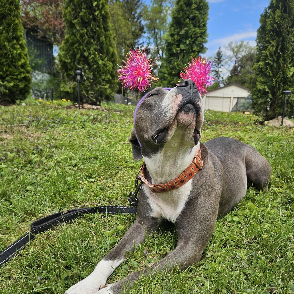 Enlarge Colby, a Adoptable mixed breed in Madison, WI image 5/6