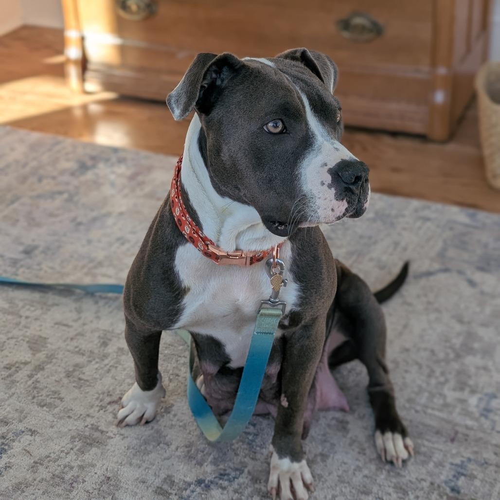 Enlarge Colby, a Adoptable mixed breed in Madison, WI image 3/5