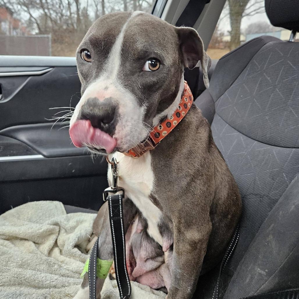 Enlarge Colby, a Adoptable mixed breed in Madison, WI image 4/5