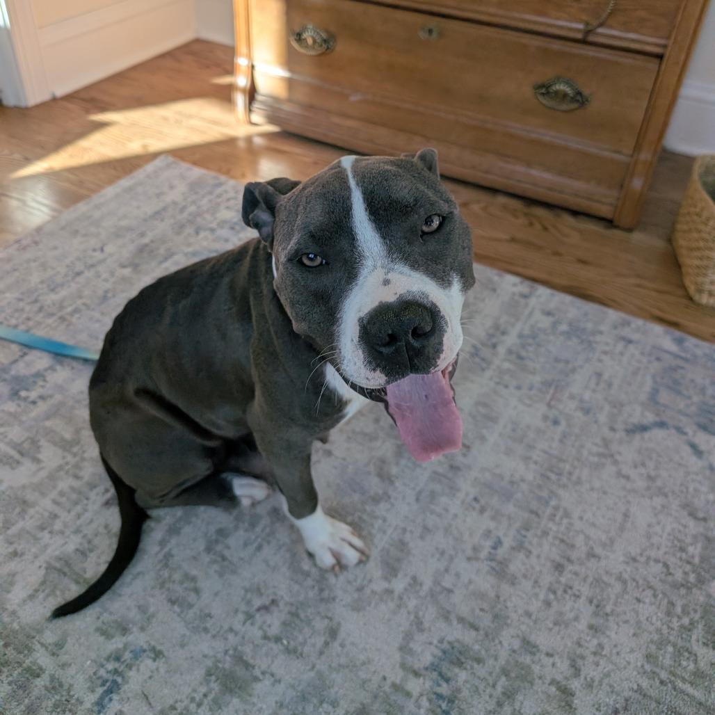 Enlarge Colby, a Adoptable mixed breed in Madison, WI image 5/5