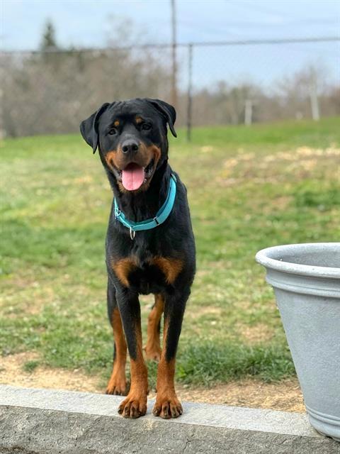 EMBER, Adoptable, Young Female Rottweiler.