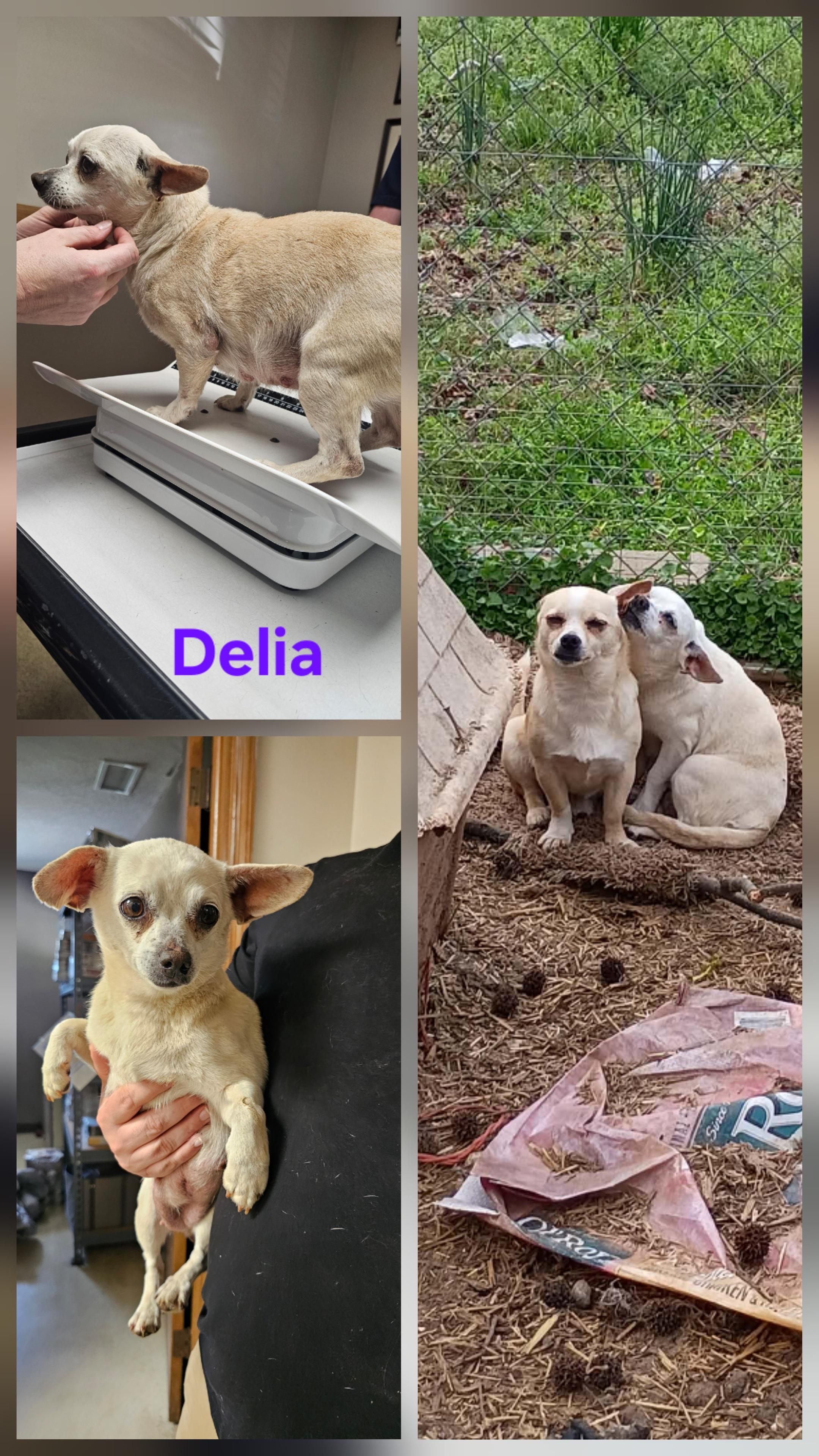 Enlarge Delia, a ADOPTABLE Chihuahua in Chesnee, SC image 3/3