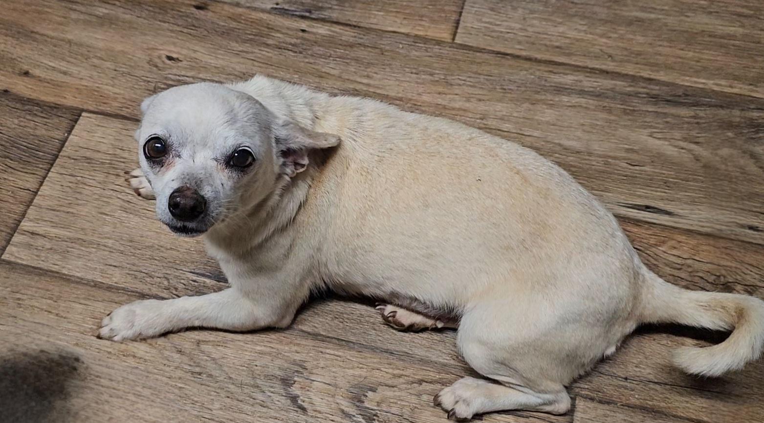 Enlarge Delia, a ADOPTABLE Chihuahua in Chesnee, SC image 2/3