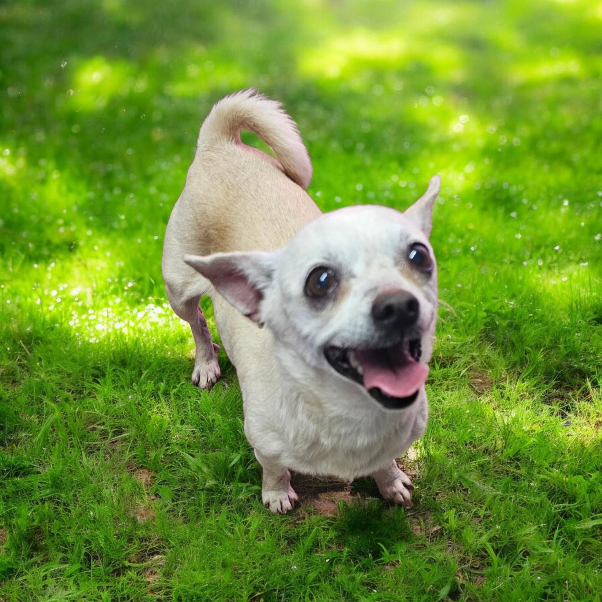 Delia, ADOPTABLE, Adult Female Chihuahua.