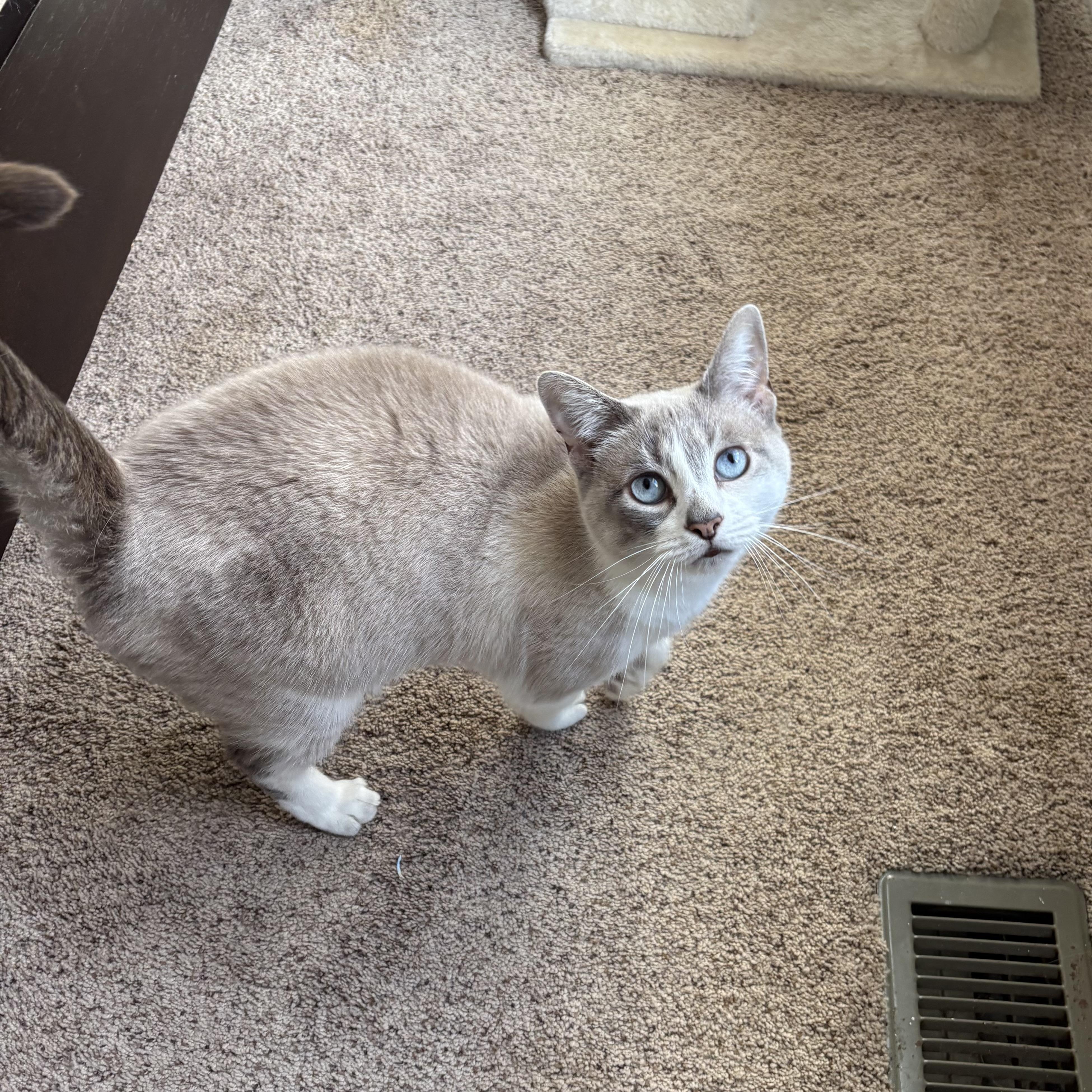 Opal, a Adoptable mixed breed in Chesapeake Beach, MD image 3/6