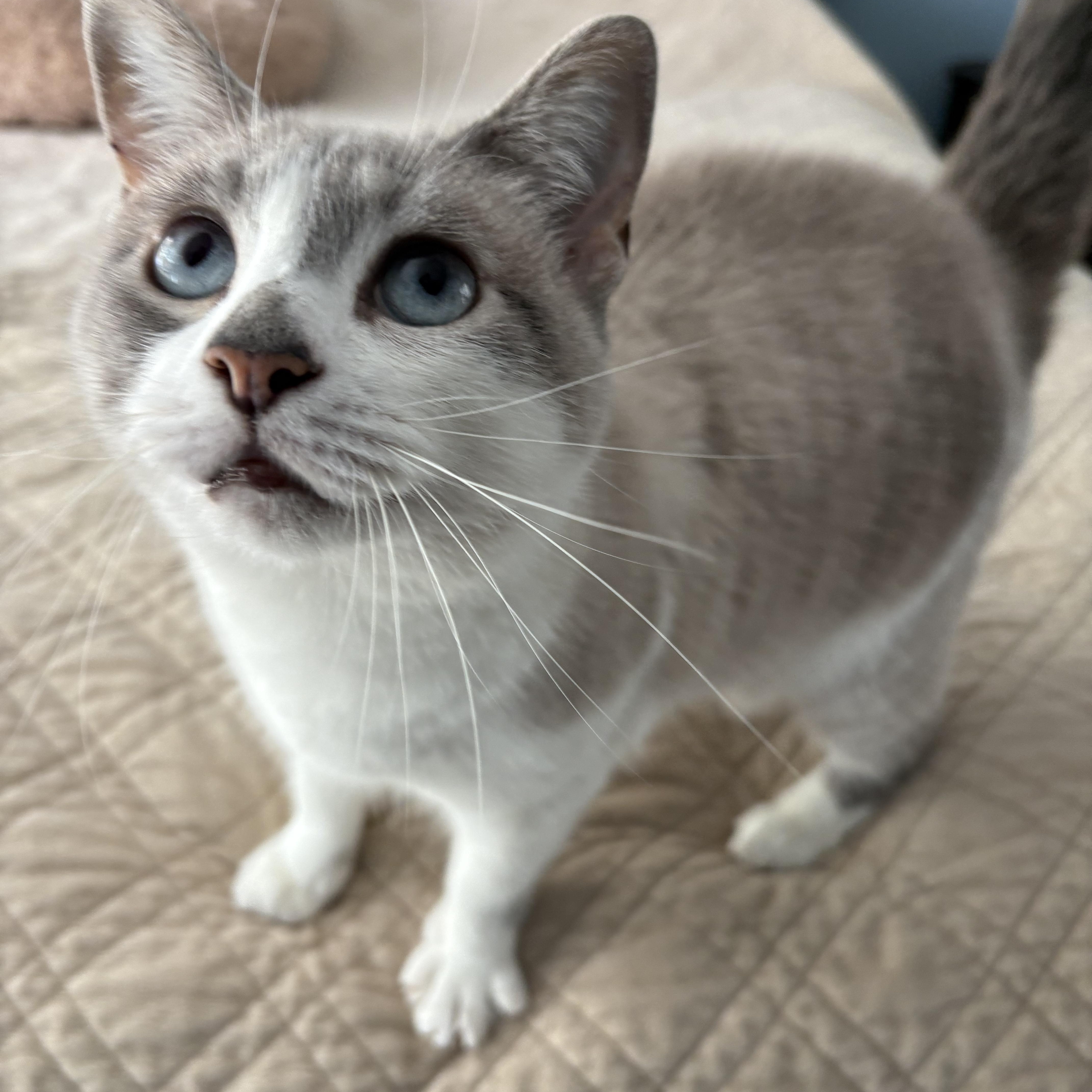 Opal, Adoptable, Young Female Siamese.