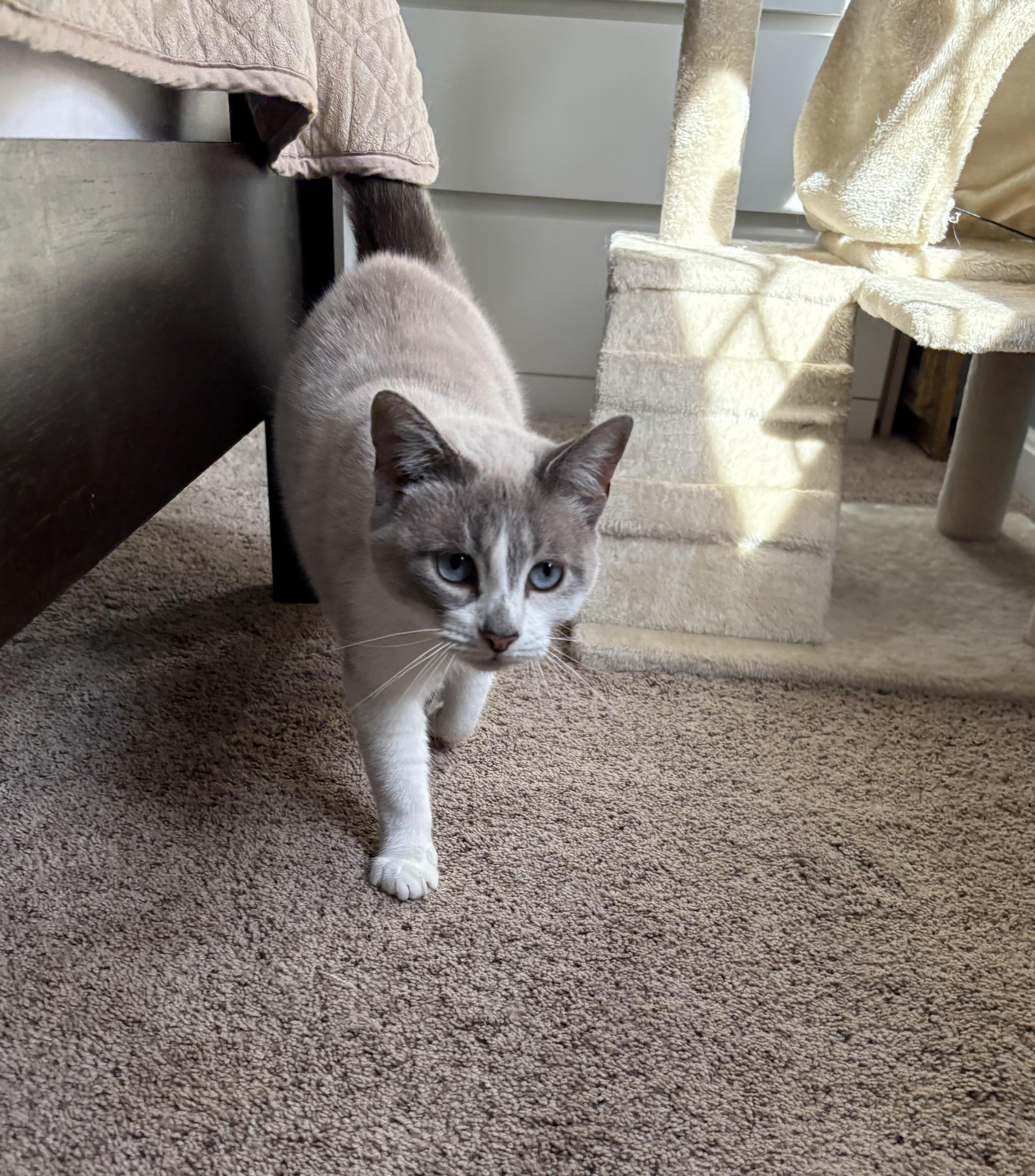 Opal, a Adoptable mixed breed in Chesapeake Beach, MD image 5/6