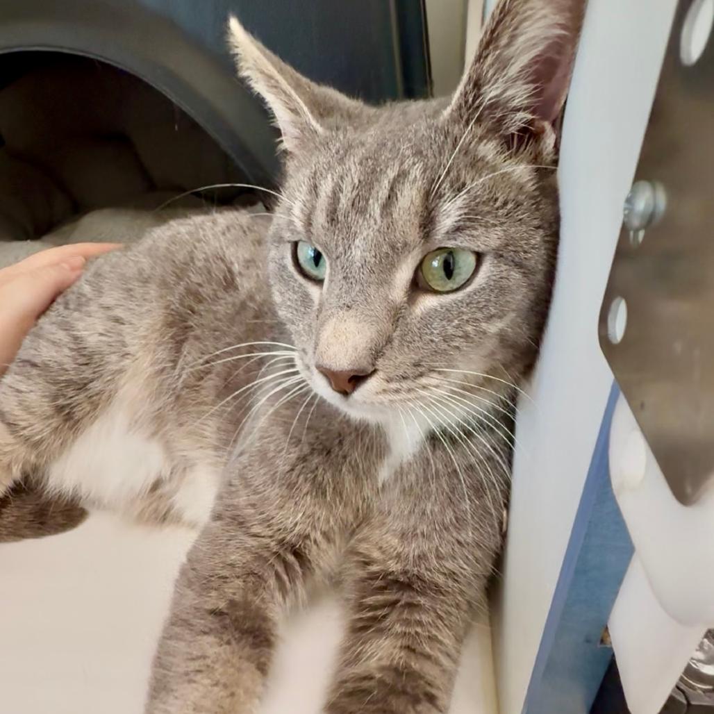 Enlarge Jay, a Adoptable Domestic Short Hair in Nashville, TN image 1/6