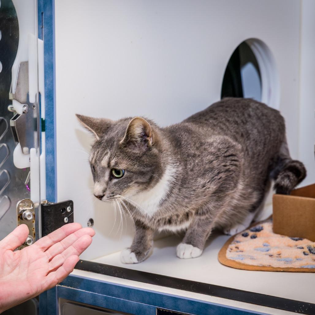 Enlarge Jay, a Adoptable Domestic Short Hair in Nashville, TN image 2/6