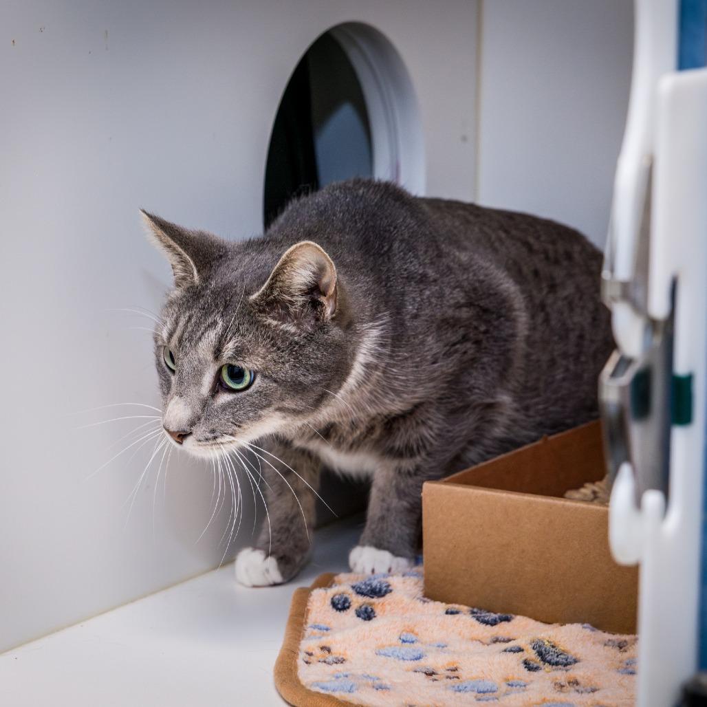 Enlarge Jay, a Adoptable Domestic Short Hair in Nashville, TN image 3/6