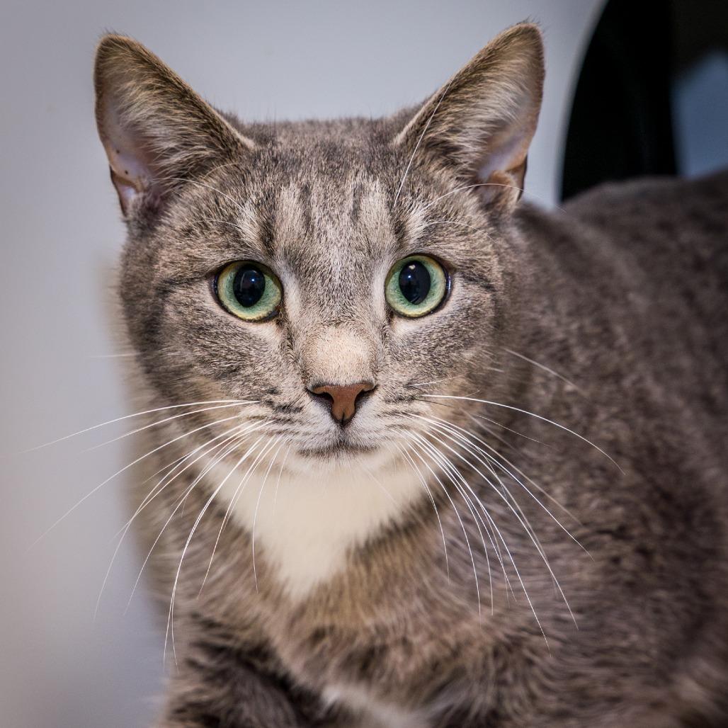 Enlarge Jay, a Adoptable Domestic Short Hair in Nashville, TN image 4/6
