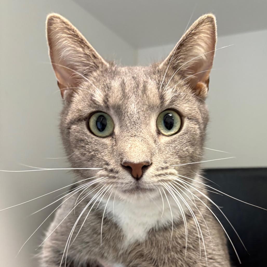 Enlarge Jay, a Adoptable Domestic Short Hair in Nashville, TN image 5/6