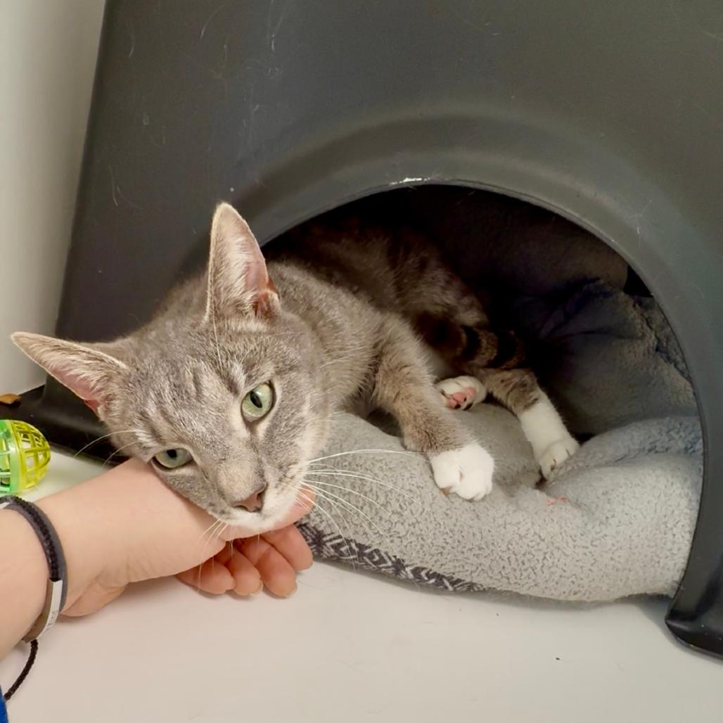 Enlarge Jay, a Adoptable Domestic Short Hair in Nashville, TN image 6/6