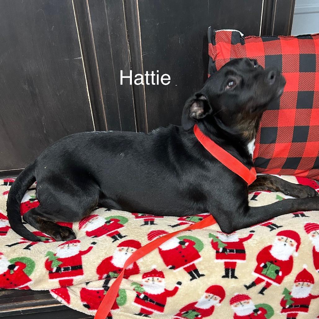 Hattie, a Adoptable Black Labrador Retriever in Princeton, KY image 1/4