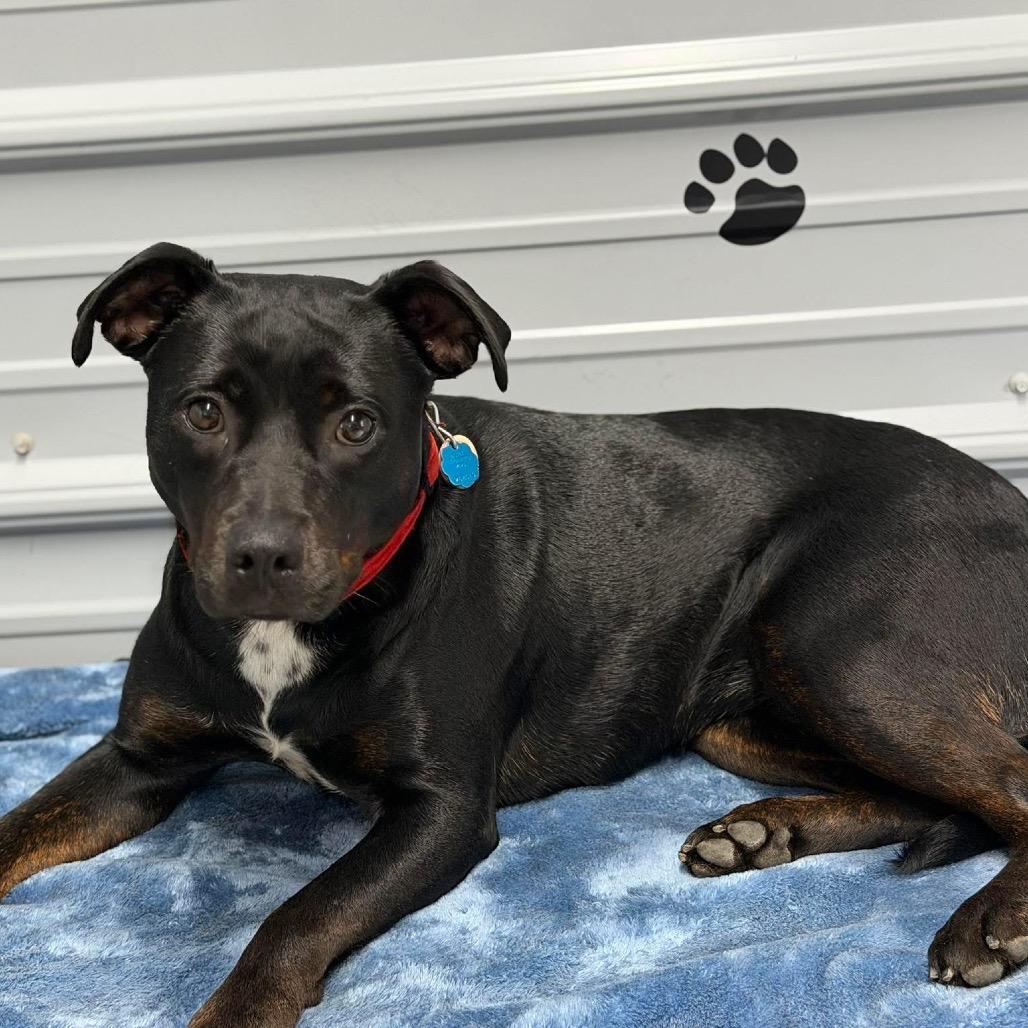 Hattie, a Adoptable Black Labrador Retriever in Princeton, KY image 3/4
