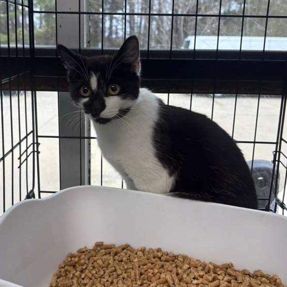 Splatter, Adoptable, Young Female Domestic Short Hair.