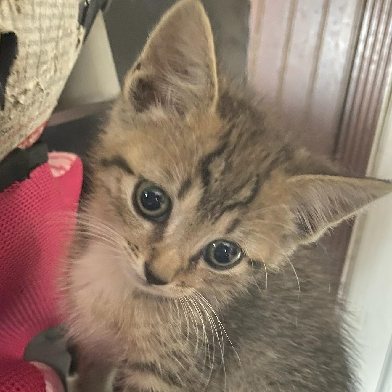 Enlarge Betty Boots, an adopted Domestic Short Hair in Johnson City, TN image 1/2