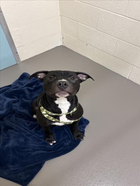 TANK, Adoptable, Young Male Pit Bull Terrier.