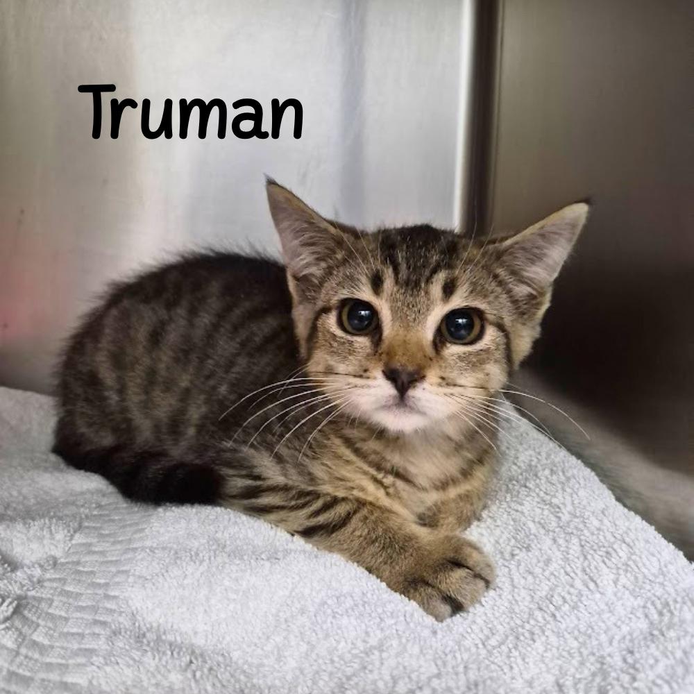 Truman, Adoptable, Kitten Male Domestic Short Hair.