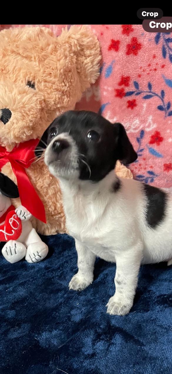 Speckles, Adopted, Puppy Female Jack Russell Terrier.