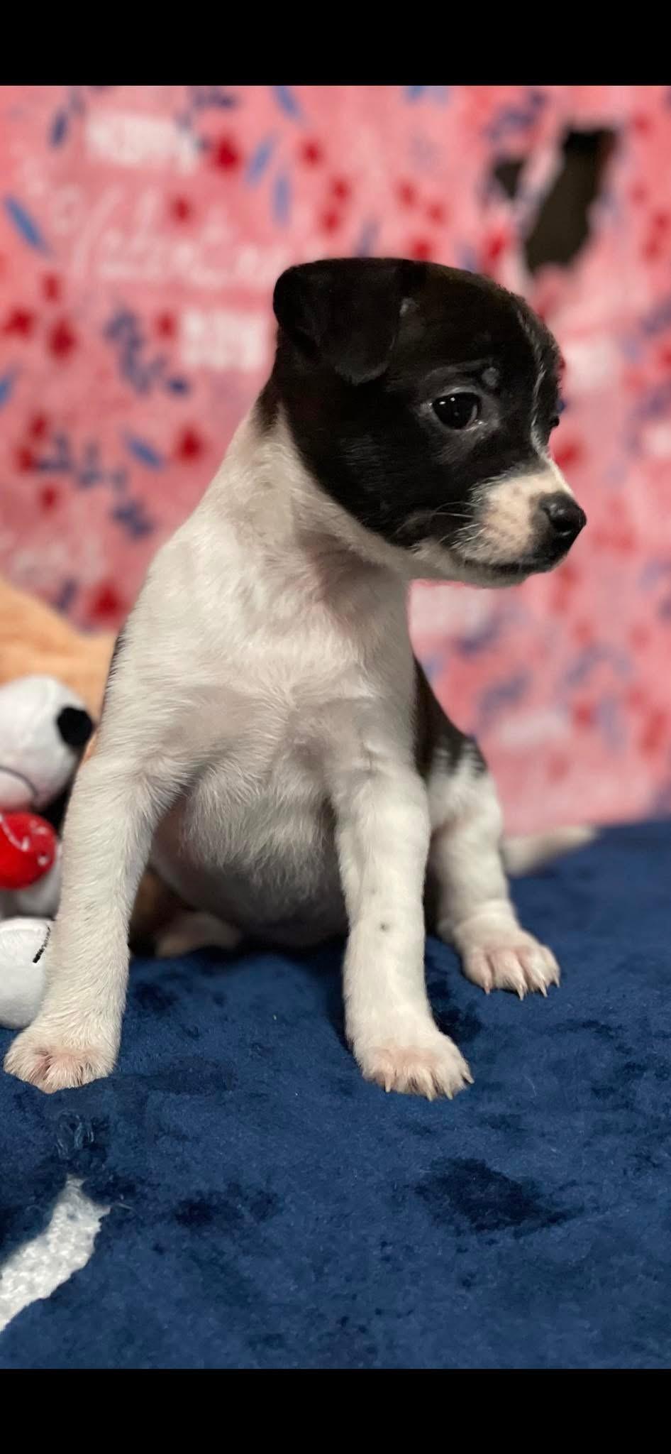 Speckles, a Adopted Jack Russell Terrier in Lincoln University, PA image 2/3